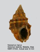 Nassarius nigrus (2)
